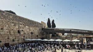 Read more about the article Israeli paraglider tries to save swift birds nesting in Western Wall : NPR