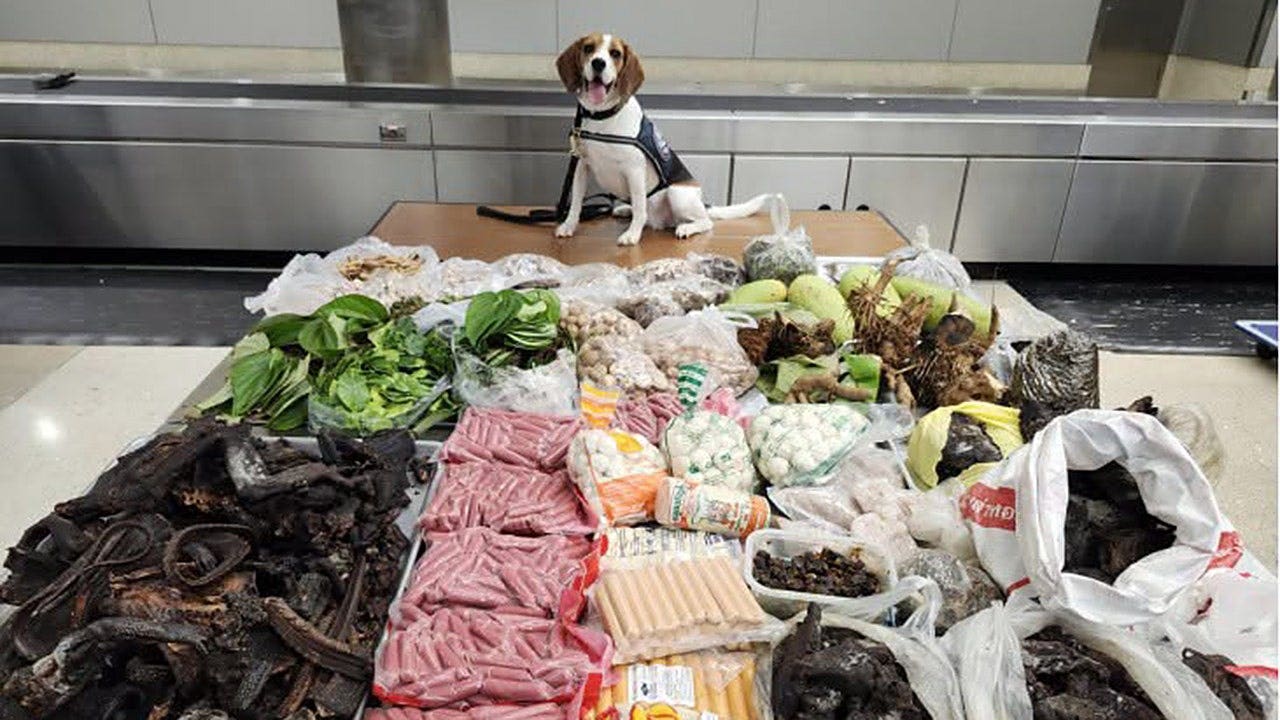 Read more about the article CBP dog finds 100 lbs of meat and wildlife products from Thailand