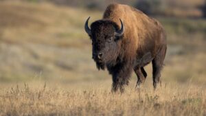 Read more about the article Viral video shows massive bison popping tourist vehicle’s tire in Yellowstone National Park