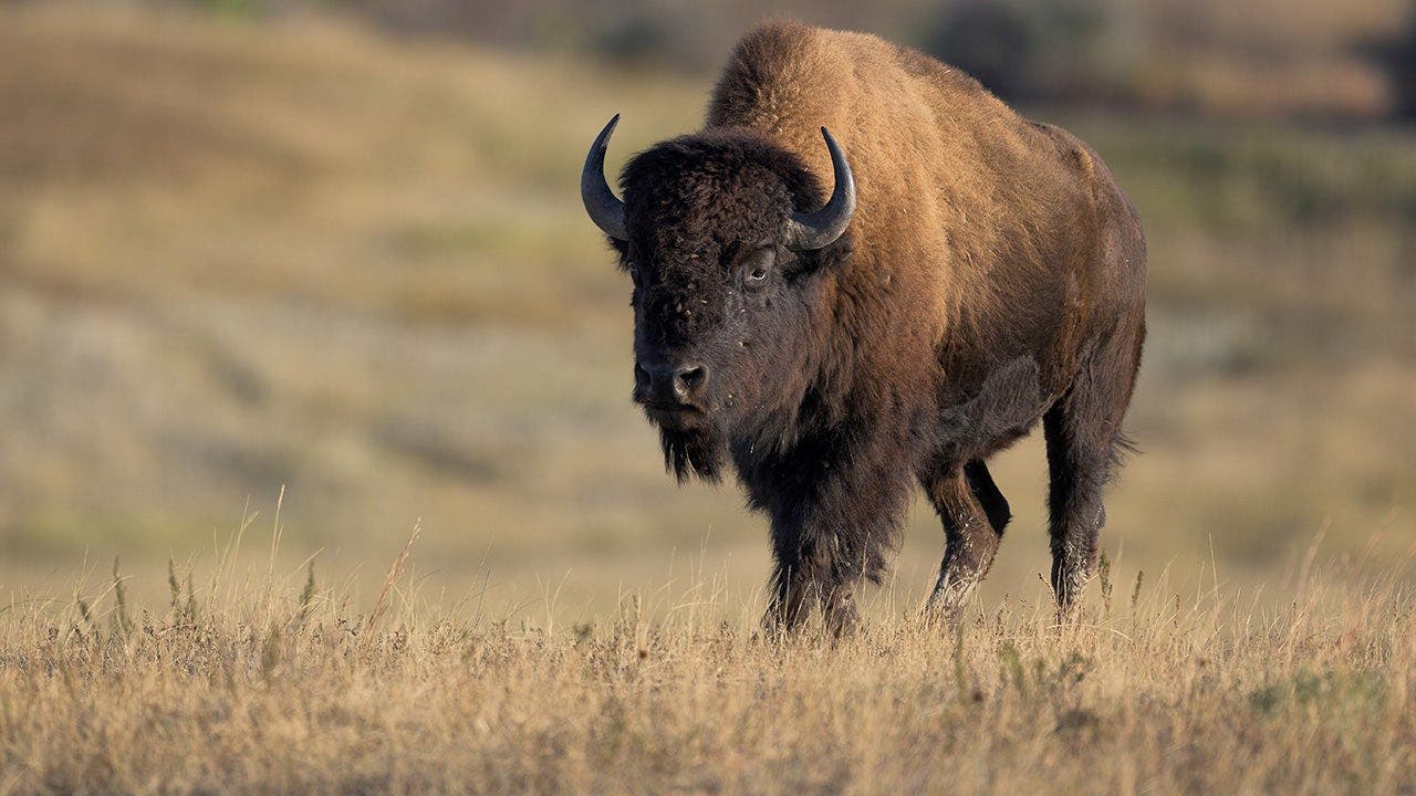 You are currently viewing Viral video shows massive bison popping tourist vehicle’s tire in Yellowstone National Park