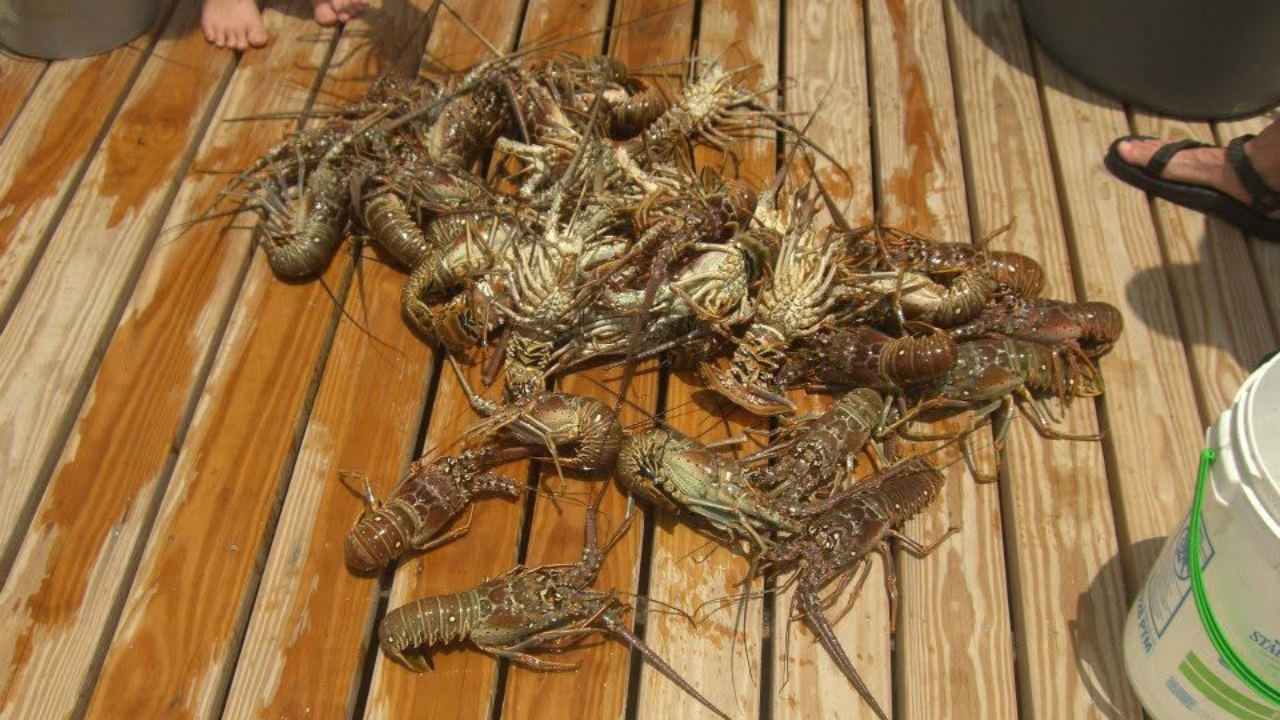 Read more about the article Spiny lobster mini season kicks off in Florida, drawing eager divers to the water