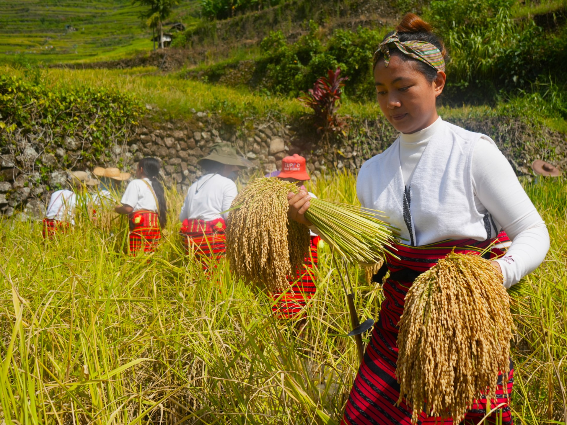 You are currently viewing Climate change presents new threat to Philippines’ UNESCO rice terraces