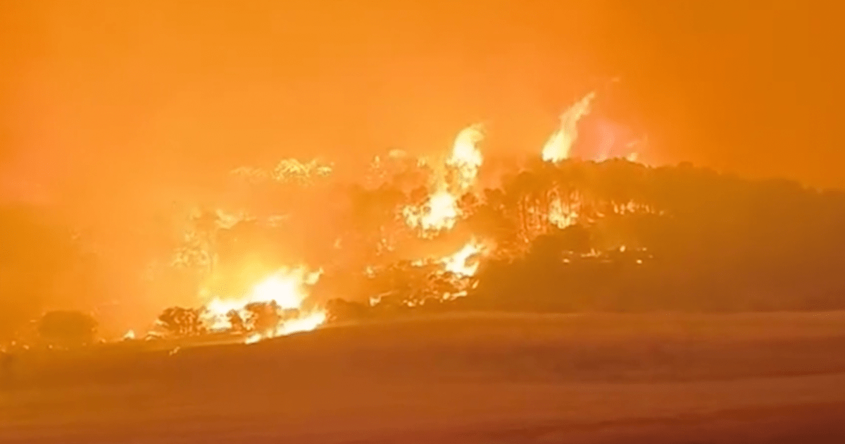 You are currently viewing Heatwave drives major wildfires across North Africa | Newsfeed