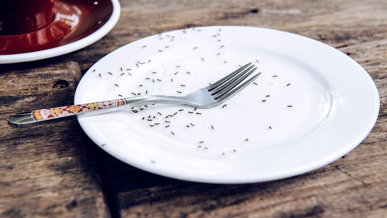 Read more about the article South Korea Michelin restaurant charged for serving ants on sorbet