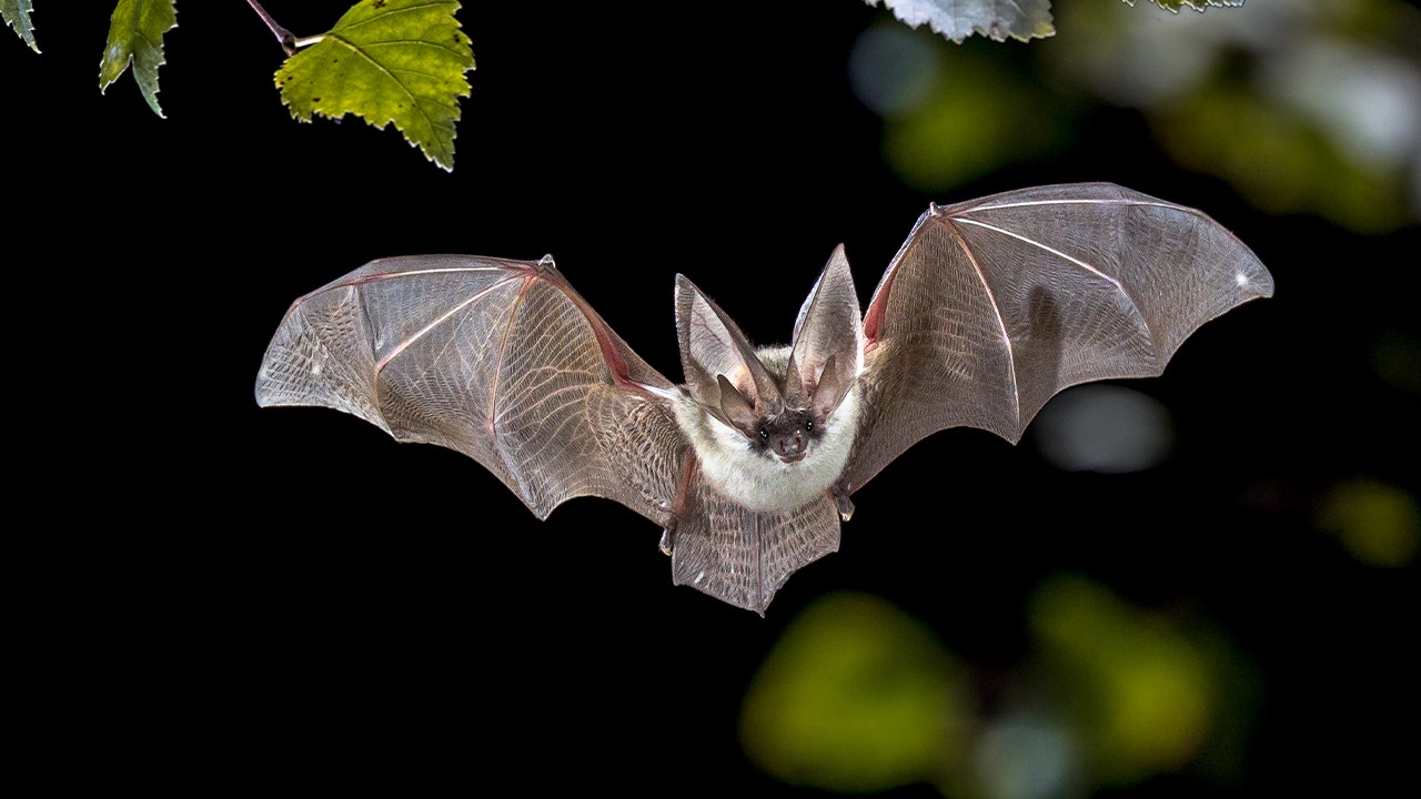 You are currently viewing San Diego Zoo Safari Park bat tests positive for rabies, prompting warning