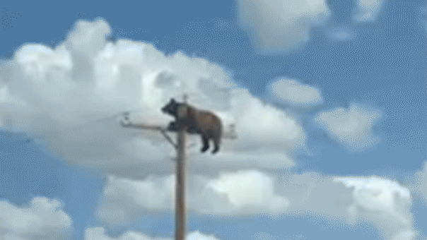 Read more about the article New Mexico bear climbs utility pole, dies in viral video incident