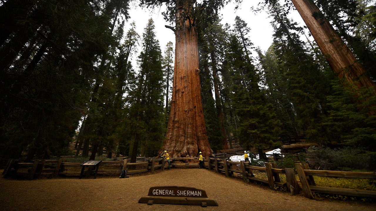 You are currently viewing Nevada man dies on General Sherman Tree Trail in Sequoia National Park