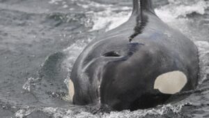 Read more about the article These orcas ram a sunfish so hard it explodes. Why do they do it? : NPR
