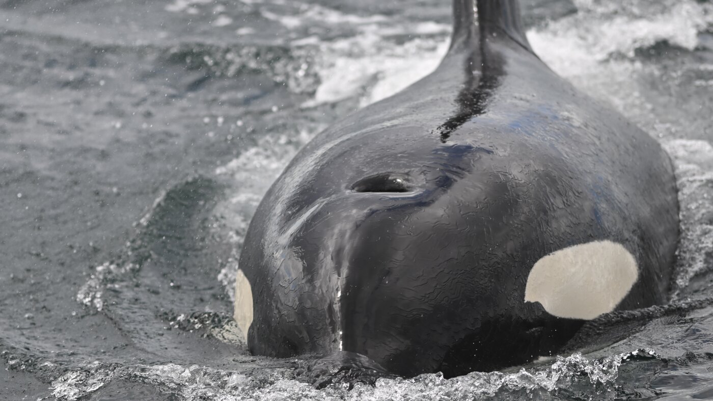 You are currently viewing These orcas ram a sunfish so hard it explodes. Why do they do it? : NPR