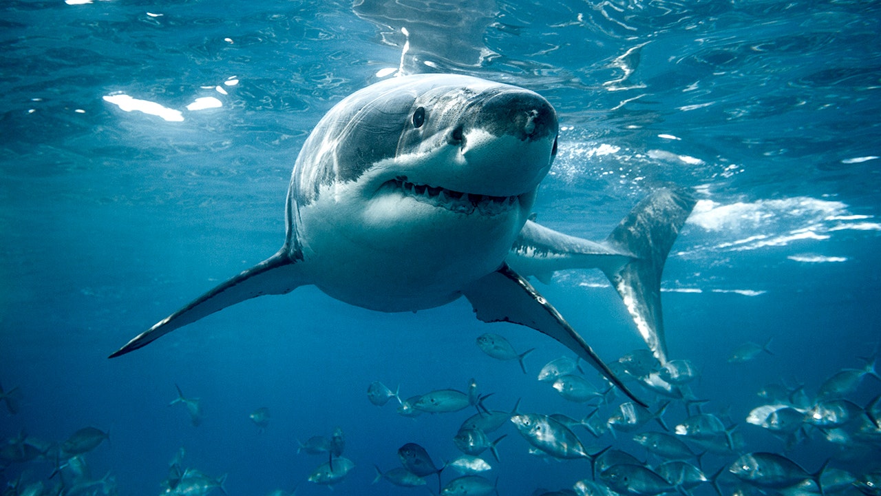 You are currently viewing Shark meat carries high mercury and heavy metal risks, experts say