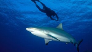 Read more about the article Fishing content creator who filmed himself being bitten by a shark while spearfishing lucky he still has leg