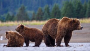 Read more about the article SEN LUMMIS: Trump is restoring common sense to Wyoming’s grizzly policy