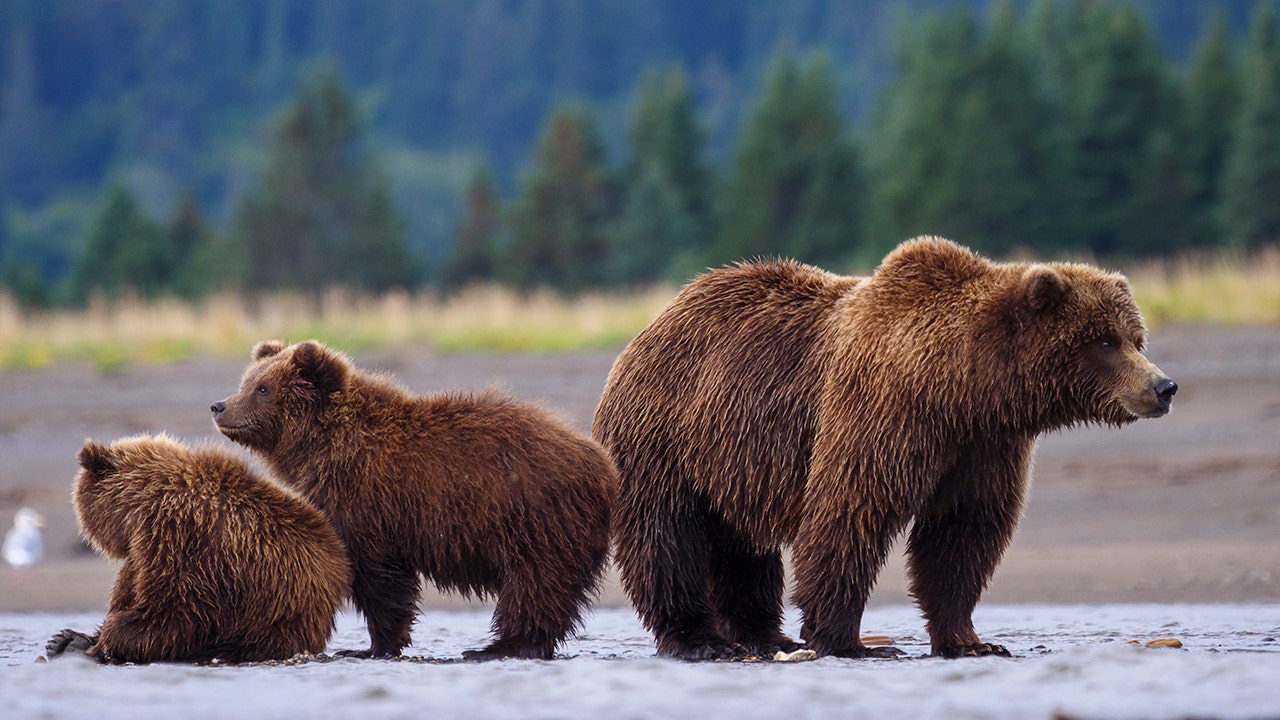 You are currently viewing SEN LUMMIS: Trump is restoring common sense to Wyoming’s grizzly policy