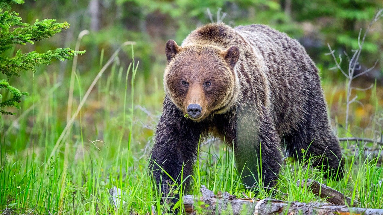 Read more about the article Hikers face $25,000 fine after off-leash dog barked at grizzly bear on Banff National Park trail
