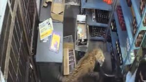Read more about the article Leopard caught on camera storming into a store in Rajasthan, India | Newsfeed