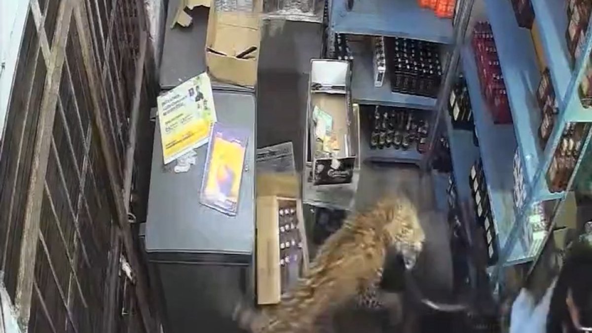 Read more about the article Leopard caught on camera storming into a store in Rajasthan, India | Newsfeed
