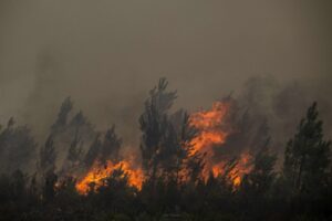 Read more about the article French wildfires trigger mass evacuations around Bordeaux | Environment