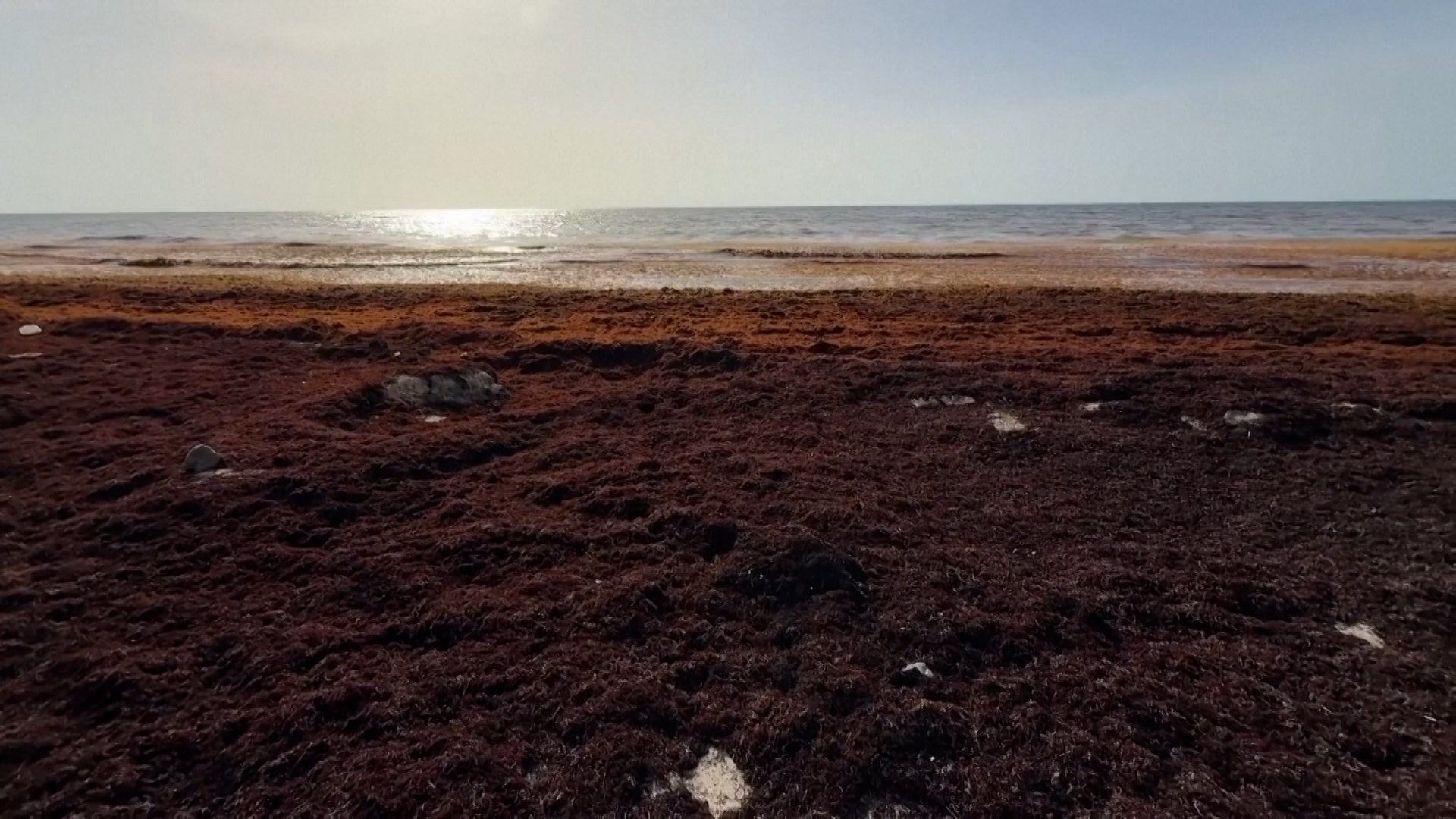 You are currently viewing How a seaweed bloom is affecting tourism in Mexico | Newsfeed