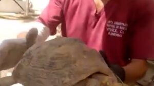 Read more about the article Turtle rescued from rubble a month after Venezuela earthquake | Earthquakes