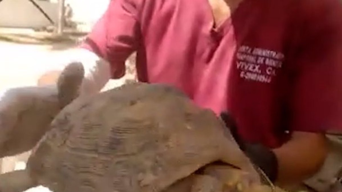 You are currently viewing Turtle rescued from rubble a month after Venezuela earthquake | Earthquakes