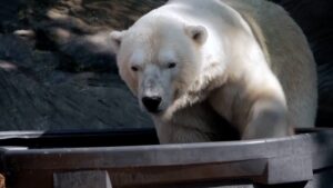 Read more about the article Prague Zoo keeps polar bears cool with ice amid heatwave | Climate Crisis