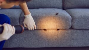 Read more about the article Pest control experts swear by these products to keep bugs and mice away