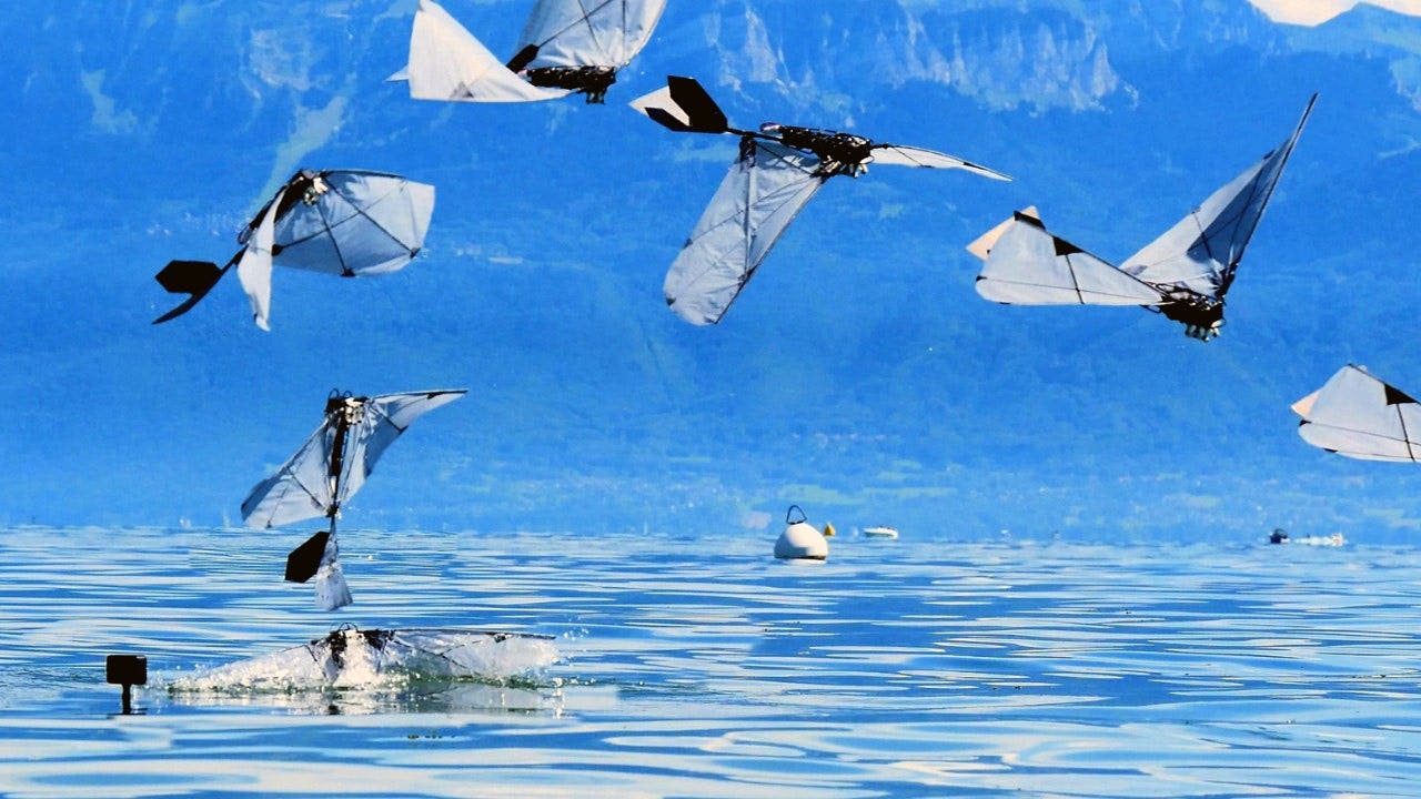 You are currently viewing MIT and EPFL build robot bird that flies, dives and swims underwater