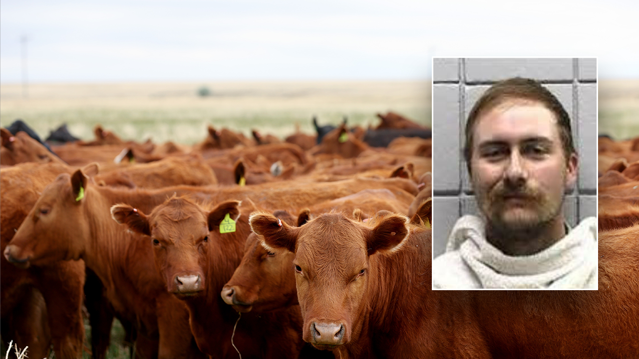 You are currently viewing Texas man charged with cattle theft after buying 77 head on bad checks