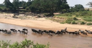 Read more about the article The battle for the Maasai Mara: Can Kenya’s most iconic ecosystem be saved?