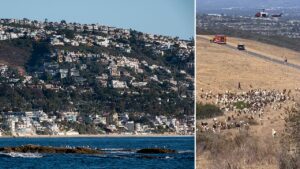Read more about the article Laguna Beach Police hail sheepdog as honorary first responder after rescue